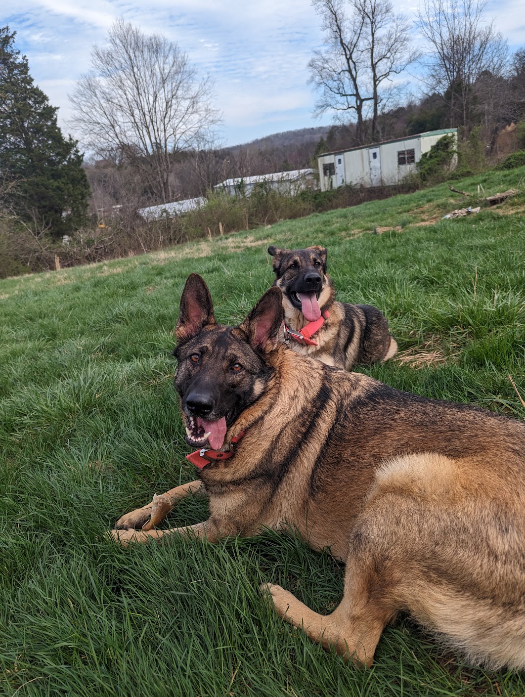 <dog image>